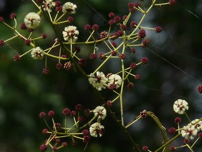 Senegalia pennata, photographed by Dinesh Valke