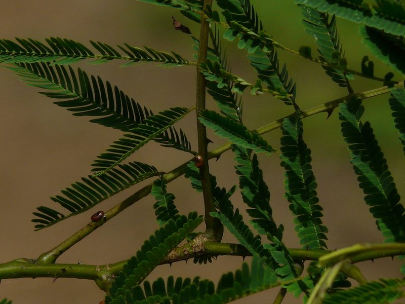 Senegalia pennata, photographed by Dinesh Valke