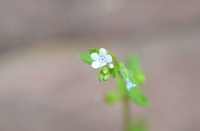 Bothriospermum zeylanicum, photographed by Zinogre
