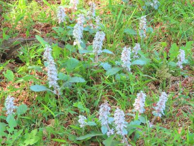 Ajuga nipponensis, photographed by mami_t_t