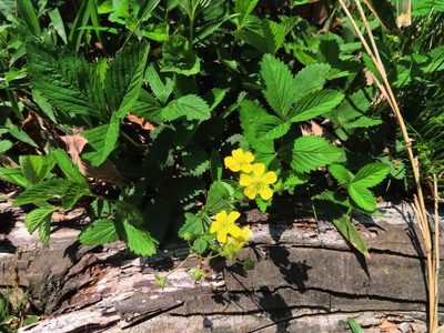 Potentilla freyniana, photographed by mami_t_t