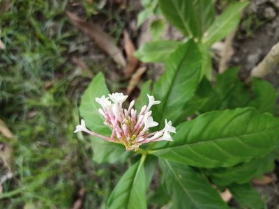 Rauvolfia serpentina, photographed by Sabarni Sarker