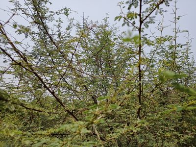 Vachellia nilotica, photographed by Sabarni Sarker