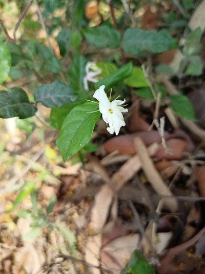 Jasminum sambac, photographed by Sabarni Sarker