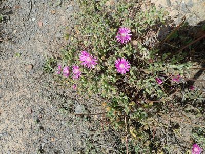 Drosanthemum latipetalum, photographed by Peter Warren