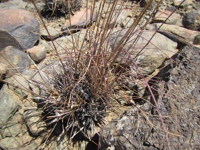 Aristida diffusa, photographed by douglaseustonbrown