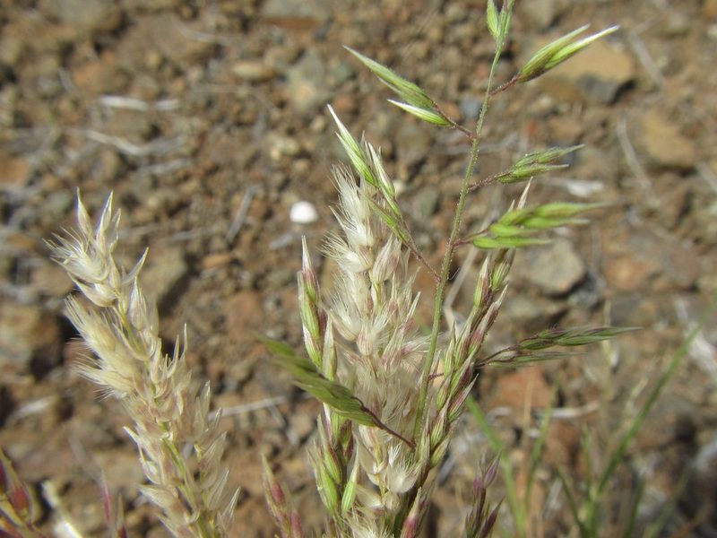 Enneapogon scoparius, photographed by douglaseustonbrown
