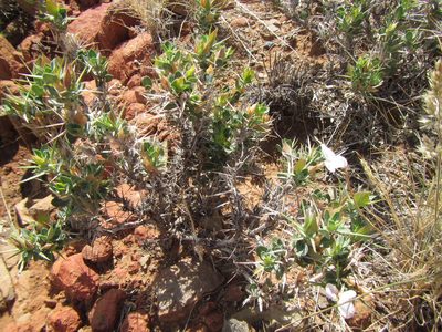 Barleria stimulans, photographed by douglaseustonbrown