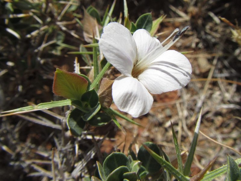 Barleria stimulans, photographed by douglaseustonbrown