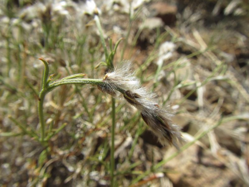Sericocoma avolans, photographed by douglaseustonbrown