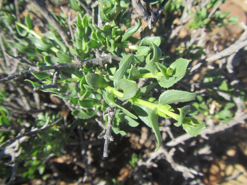 Pteronia adenocarpa, photographed by douglaseustonbrown