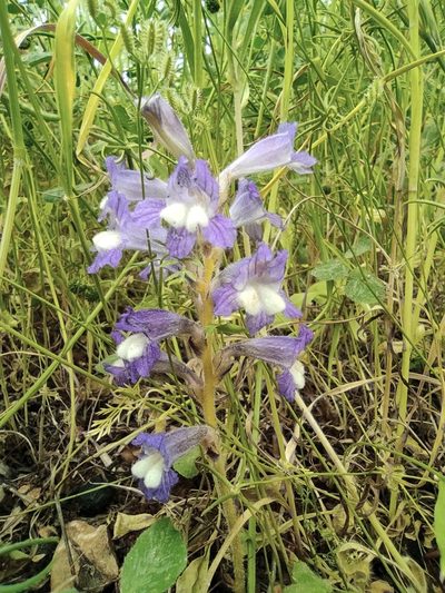 Orobanche aegyptiaca, photographed by Aryeh