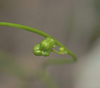 Caesia parviflora, photographed by Tony Eales