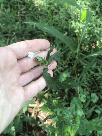Rhinacanthus gracilis, photographed by Sunčana Bradley