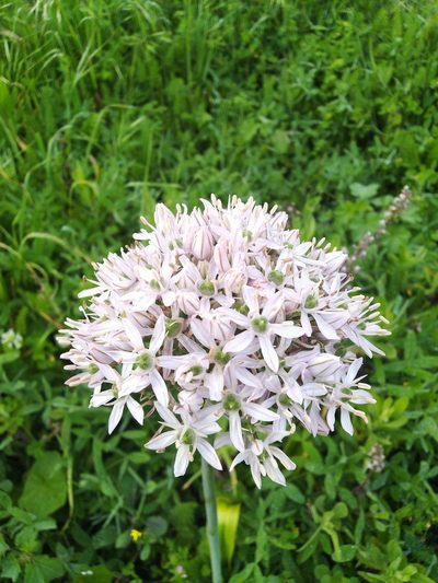 Allium nigrum, photographed by Vicente Lopes