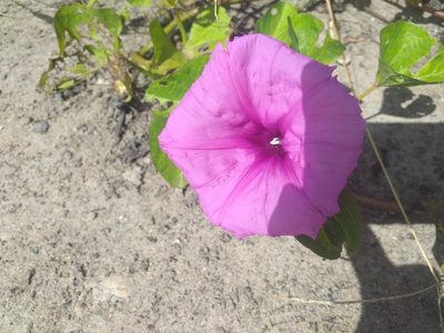 Ipomoea asarifolia, photographed by Breno Figueiredo