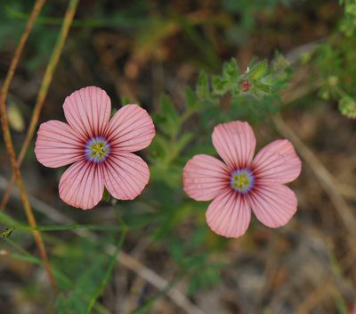 Linum pubescens, photographed by Todd Boland