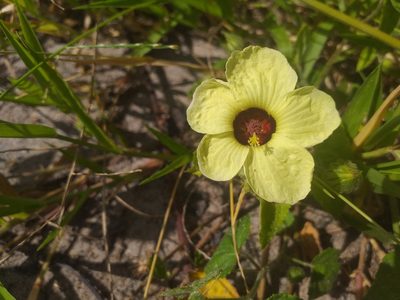 Pavonia cancellata, photographed by Breno Figueiredo
