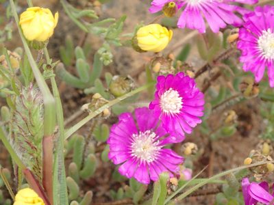 Drosanthemum latipetalum, photographed by Peter Warren