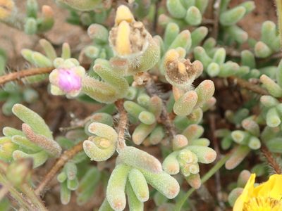 Drosanthemum latipetalum, photographed by Peter Warren