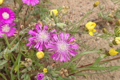 Drosanthemum latipetalum, photographed by Peter Warren