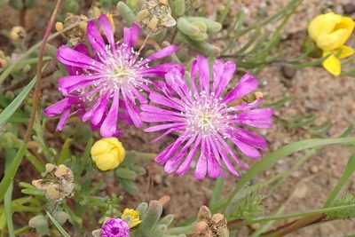 Drosanthemum latipetalum, photographed by Peter Warren