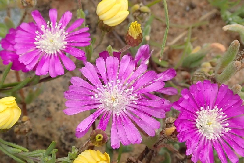 Drosanthemum latipetalum, photographed by Peter Warren