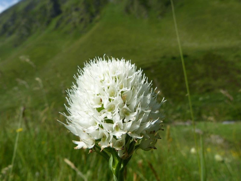 Traunsteinera sphaerica, photographed by Jean-Paul Boerekamps