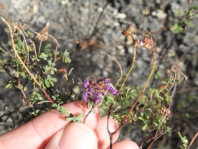 Dalea frutescens, photographed by Sam Kieschnick