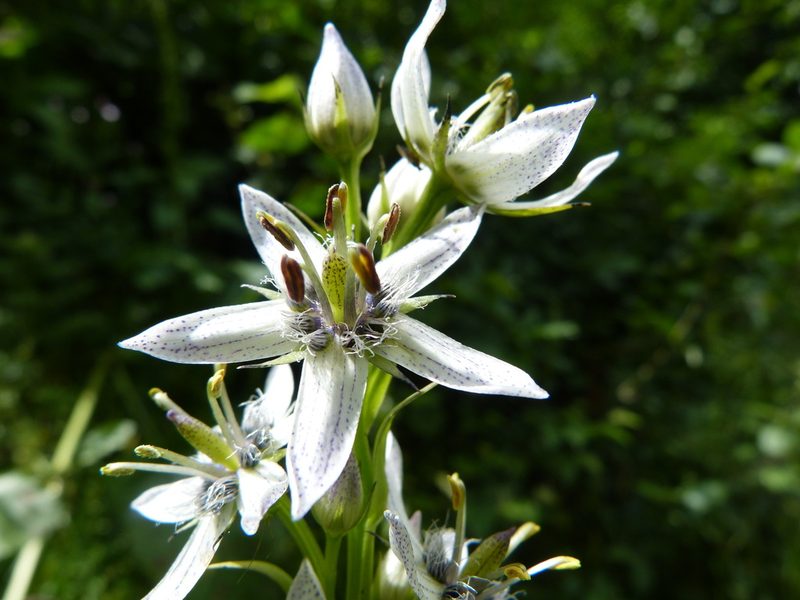 Swertia iberica, photographed by Jean-Paul Boerekamps