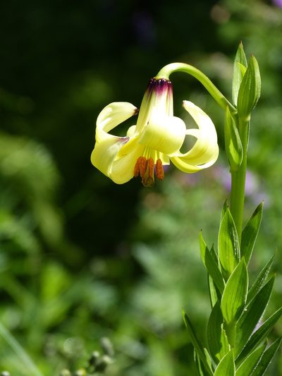 Lilium monadelphum, photographed by Jean-Paul Boerekamps