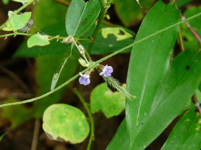 Teramnus mollis, photographed by Dinesh Valke