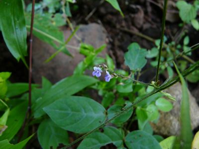 Teramnus mollis, photographed by Dinesh Valke