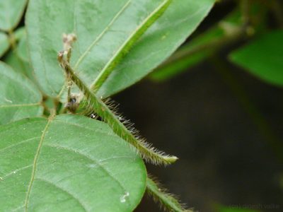Teramnus mollis, photographed by Dinesh Valke