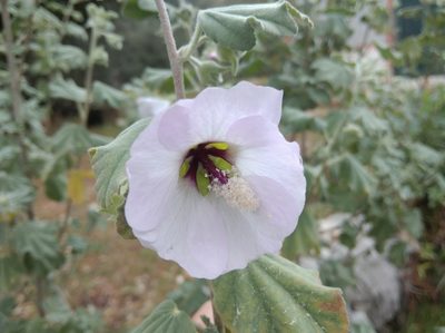 Malva subovata, photographed by Ben Costamagna