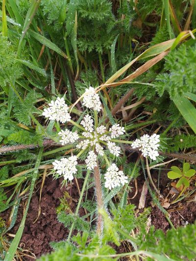 Daucus muricatus, photographed by Vicente Lopes