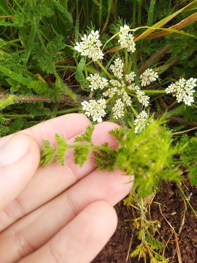 Daucus muricatus, photographed by Vicente Lopes