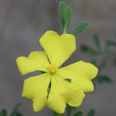 Hibbertia obtusifolia, photographed by tobyyy