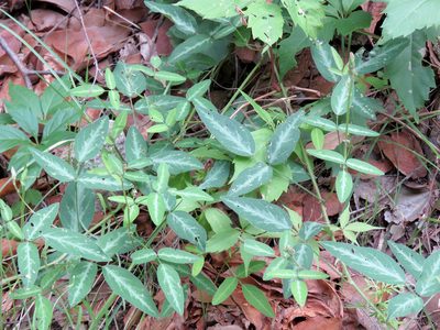 Desmodium batocaulon, photographed by Katja Schulz