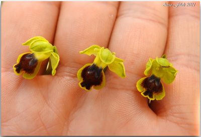 Ophrys battandieri, photographed by Aissa Djamel Filali