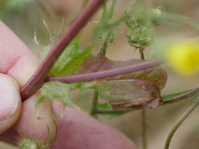Crepis setosa, photographed by Bruce Calvert
