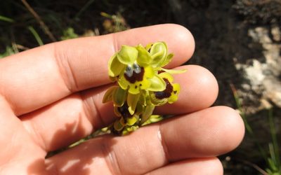 Ophrys battandieri, photographed by Aissa Djamel Filali