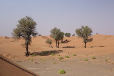 Prosopis cineraria, photographed by Thibaud Aronson