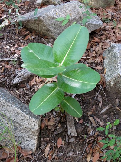 Asclepias lemmonii, photographed by Katja Schulz