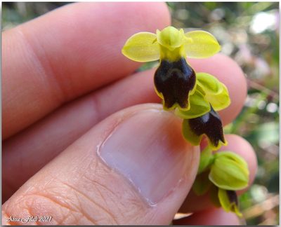 Ophrys battandieri, photographed by Aissa Djamel Filali