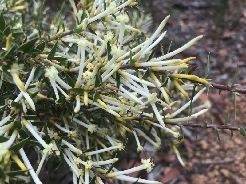 Styphelia tenuiflora, photographed by Ann Bentley
