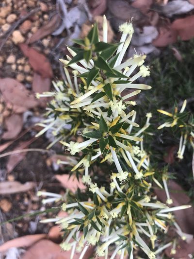 Styphelia tenuiflora, photographed by Ann Bentley