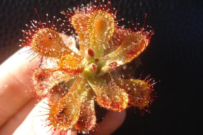 Drosera sessilifolia, photographed by Victor Farjalla Pontes