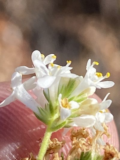 Selago brevifolia, photographed by Dave U