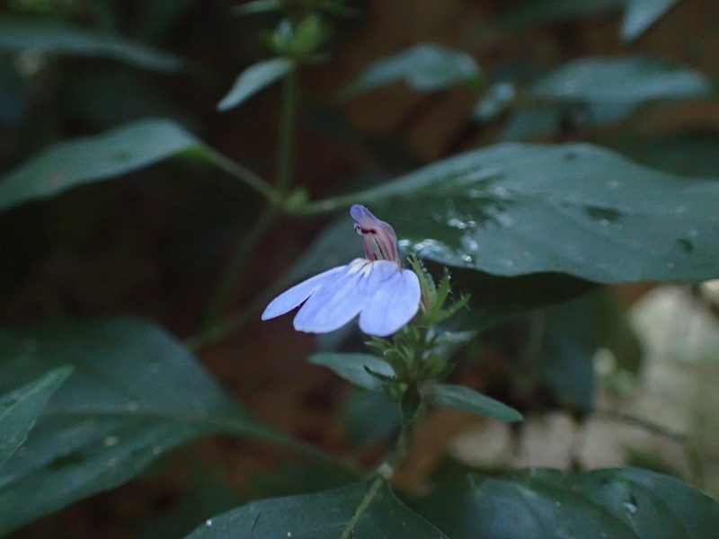 Justicia petiolaris, photographed by Mahomed Desai
